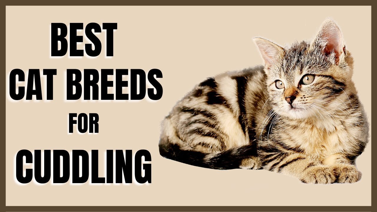 Cats 101 : Best Cat Breeds for Cuddling