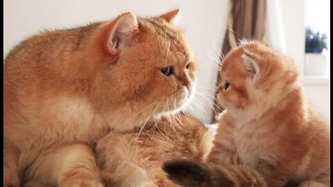 The kitten saw his father William For the First Time