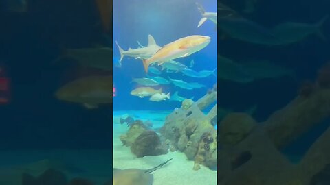 We Were at The Albuquerque aquarium With Fishes and more #iphonepromax #2023 #2023shorts