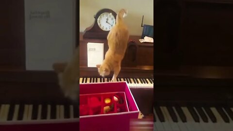 Cats-Dogs-Cats and dogs videos-Pet videos-Funny cat videos #3
