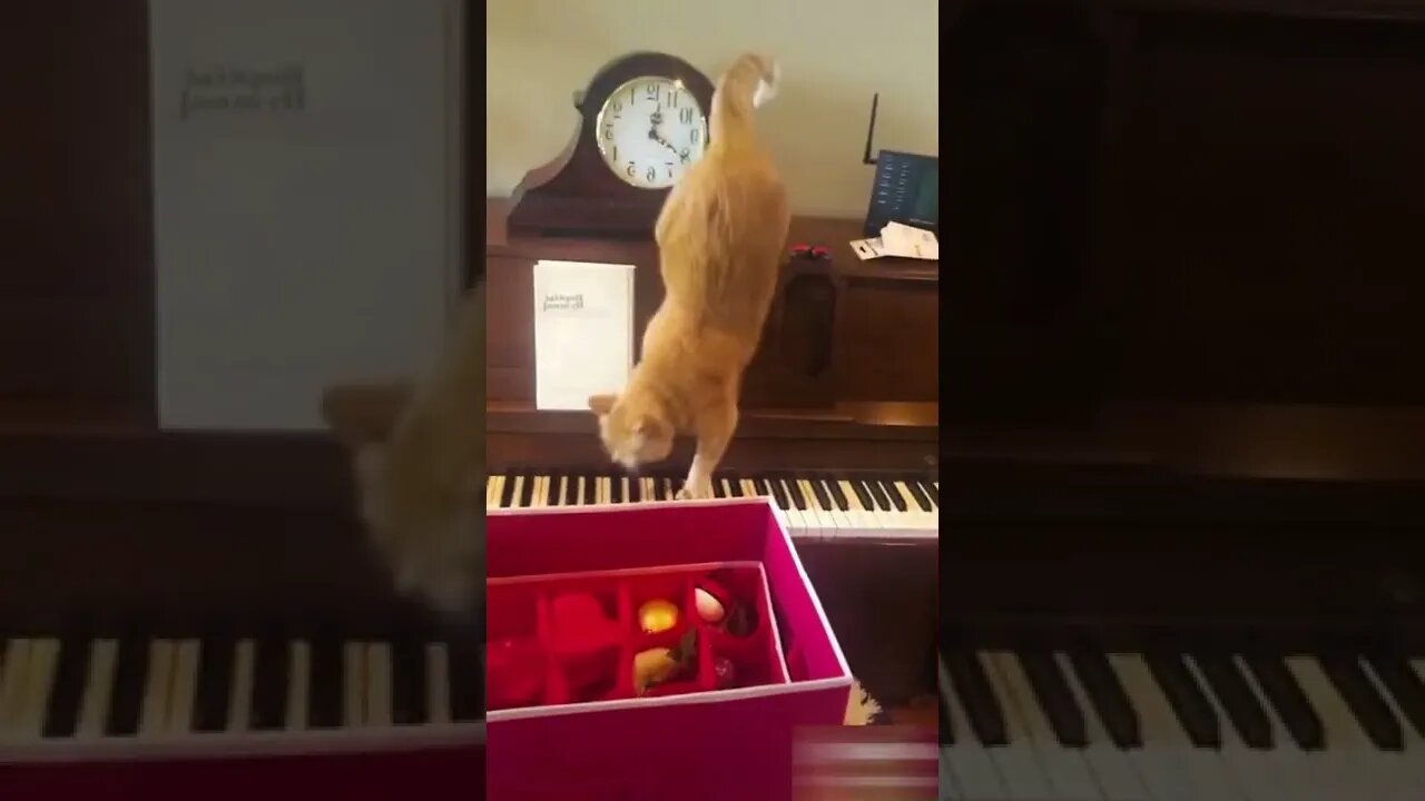 Cats-Dogs-Cats and dogs videos-Pet videos-Funny cat videos #3