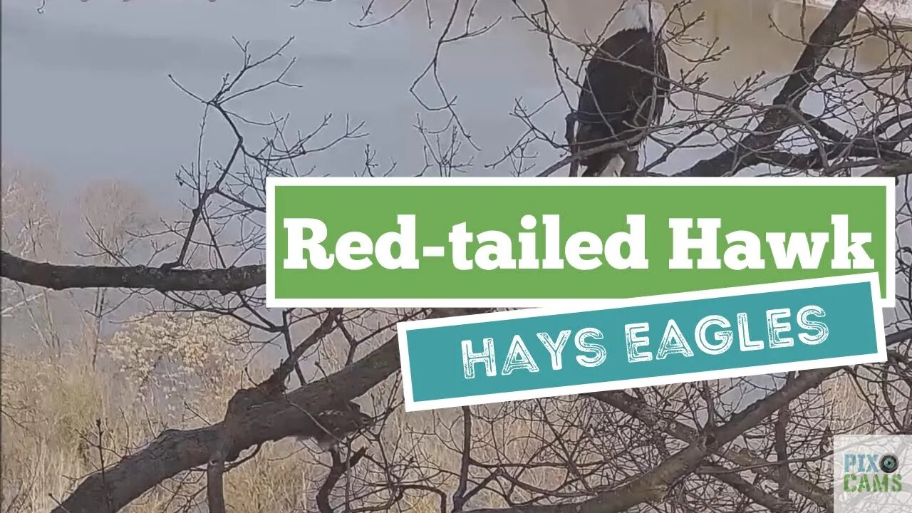 Hays Eagles Dad Watches Red Tailed Hawk fly in and perch in the nest tree 1.22.22 11:40AM