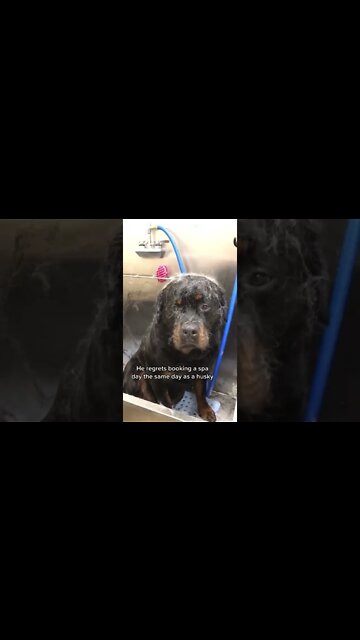 Rottie books Spa day with Husky 🚿🤣 #Shorts #husky #rottweiler