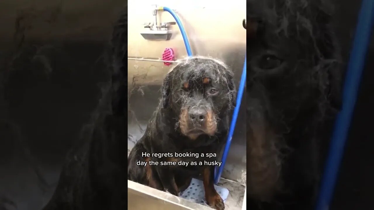 Rottie books Spa day with Husky 🚿🤣 #Shorts #husky #rottweiler