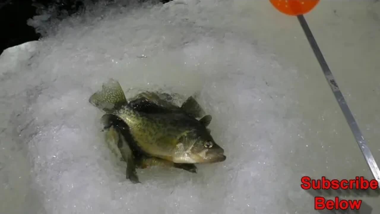 ICE FISHING LIVEWELL | Fishing Tip