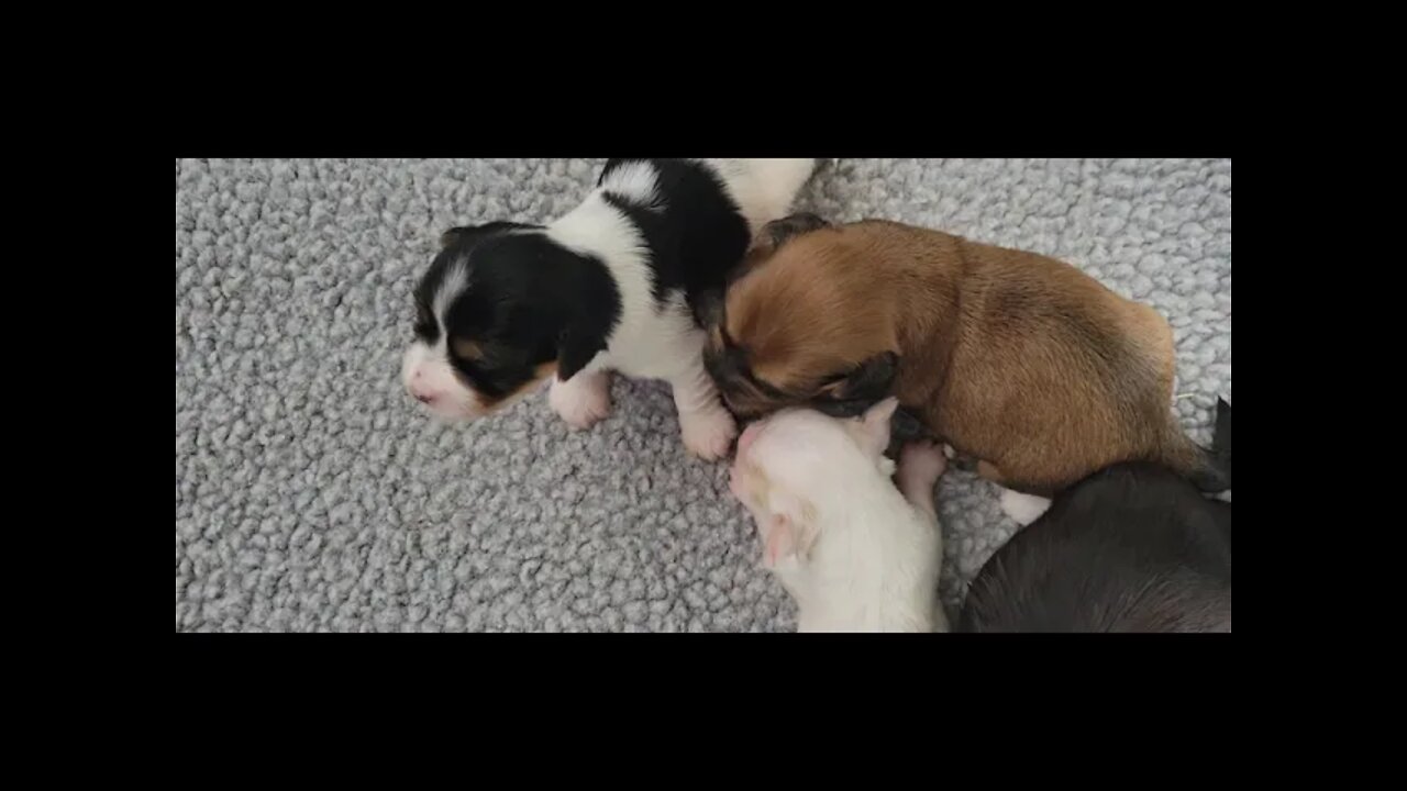 o Litter - Day 12