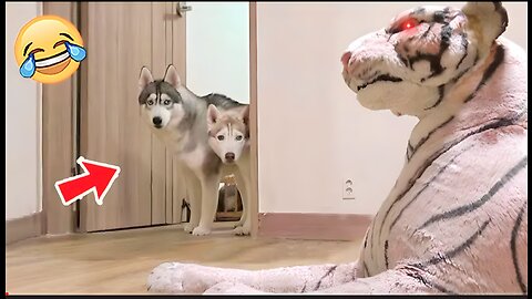 Funny dog cats 😂🤣😂😂