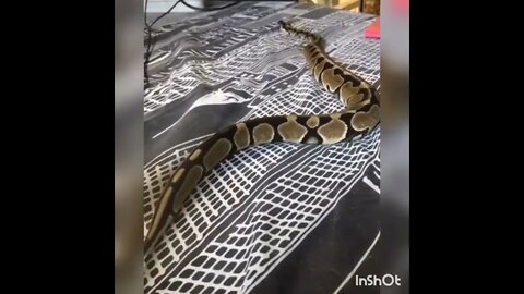 snake