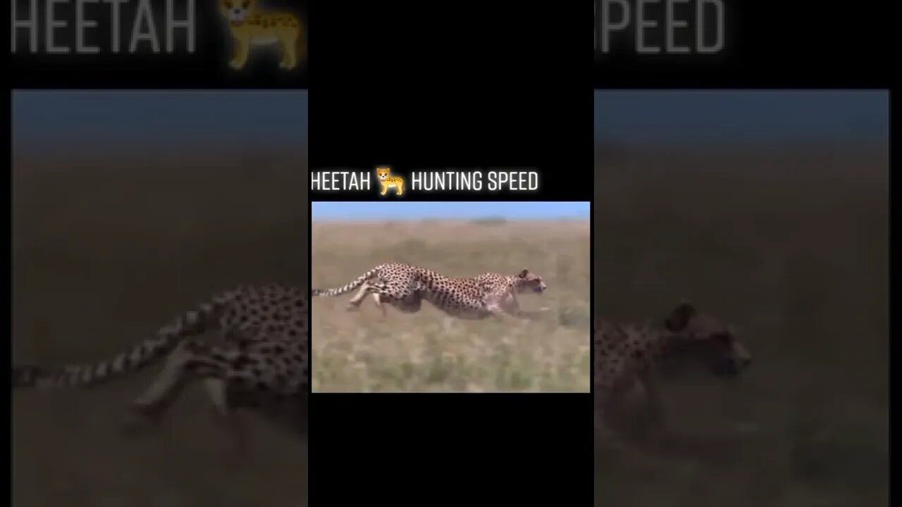 Cheetah Hunting @ speed