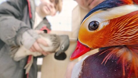 Let’s make some FANCY DUCK babies