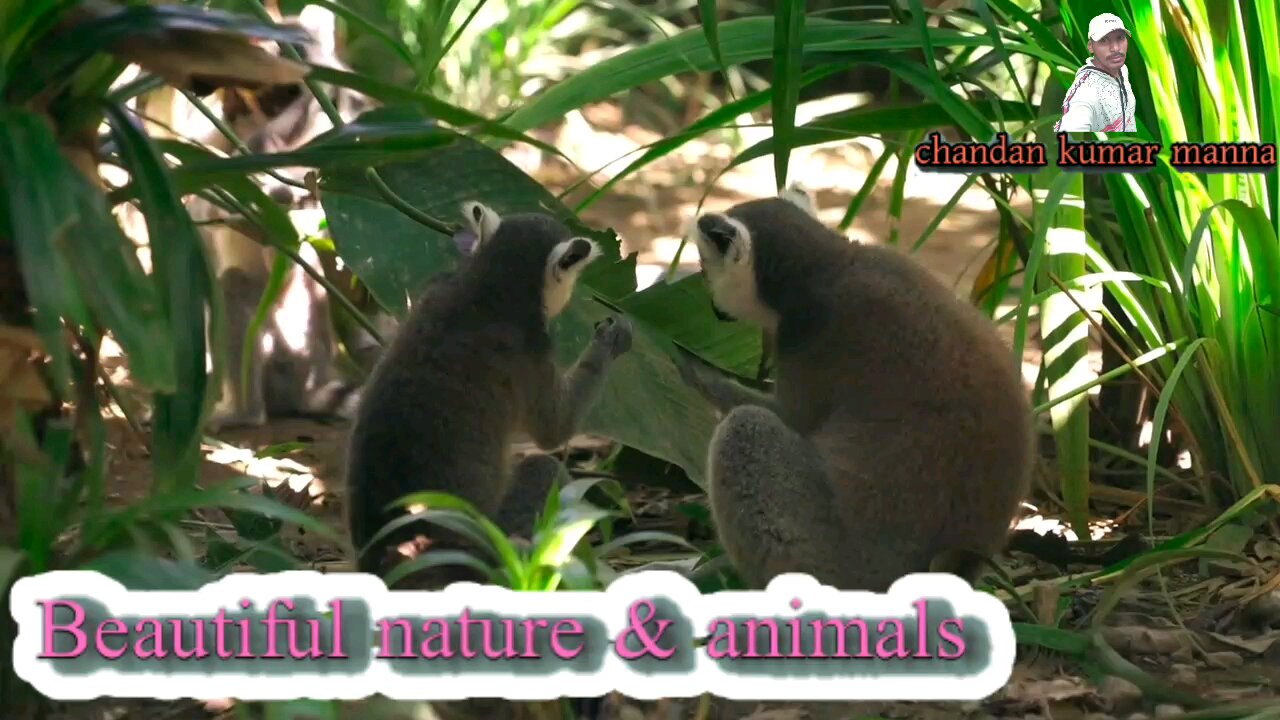 beautiful nature & animals