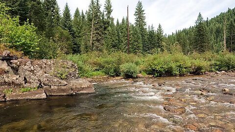 Stream full of trout!