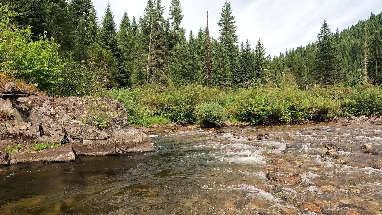 Stream full of trout!