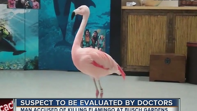 Suspected flamingo killer to be evaluated by doctors