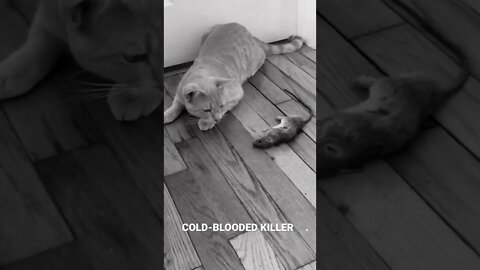 Meet Brandon the Cat, A Cold-Blooded Killer