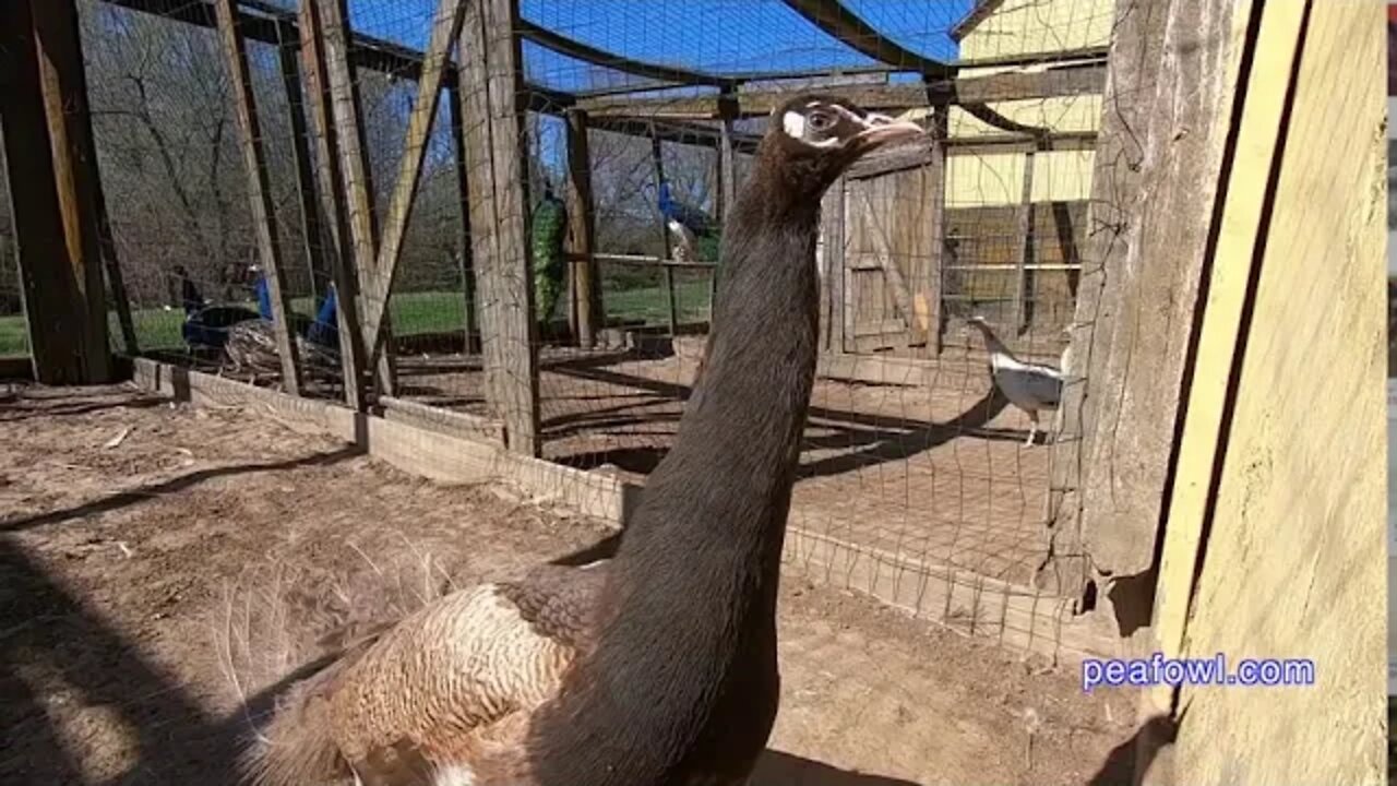 Peacock/Peahen Eggs Not Fertile