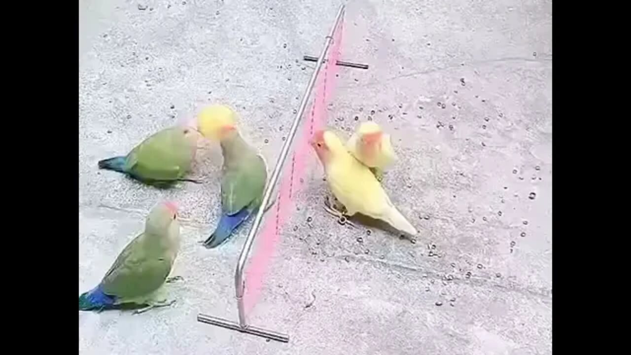 Birds playing volleyball