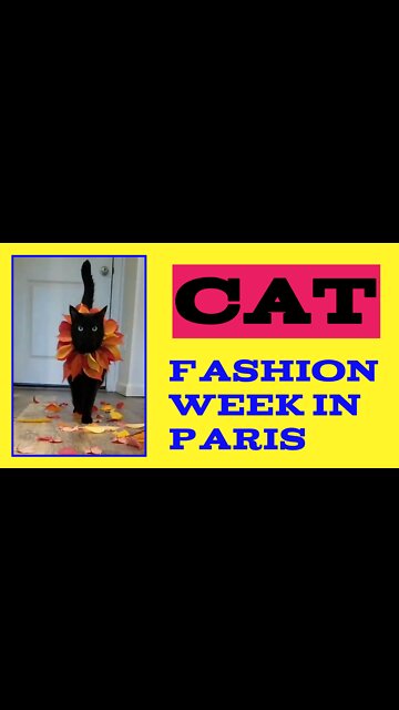 Cat New Fashion | week in Paris | #cat #Entertainment #fashion #viral #rumble