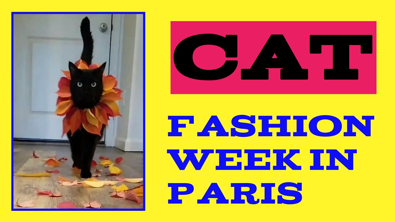 Cat New Fashion | week in Paris | #cat #Entertainment #fashion #viral #rumble