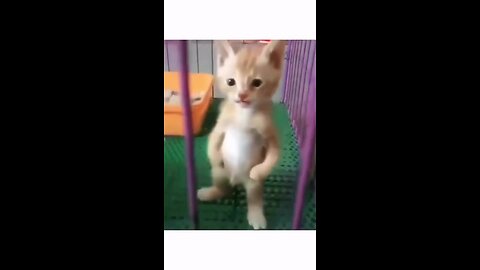 Funniest Cats 😹 - Silliest Creature on Earth 😂 - Funny Cats Videos 2023