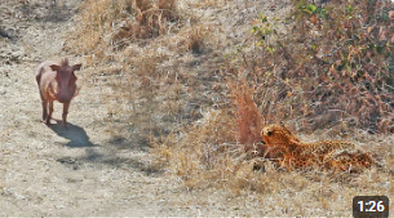 Warthog Walks Right Into Leopard