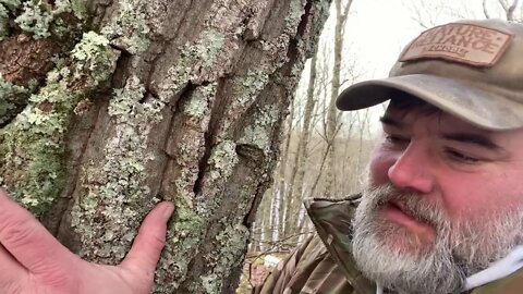 Winter time ID of chestnut oaks, tree pheromones, tree/human connection?