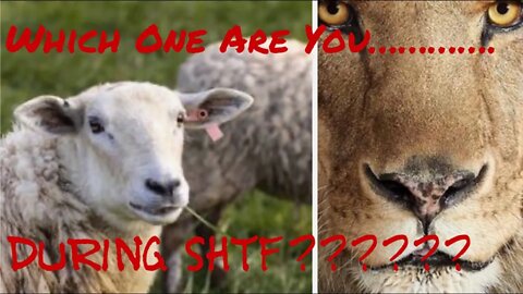 Will You Be A Sheep or a Lion During SHTF? Better Prepare Now So That You Are Ready When It Hits.