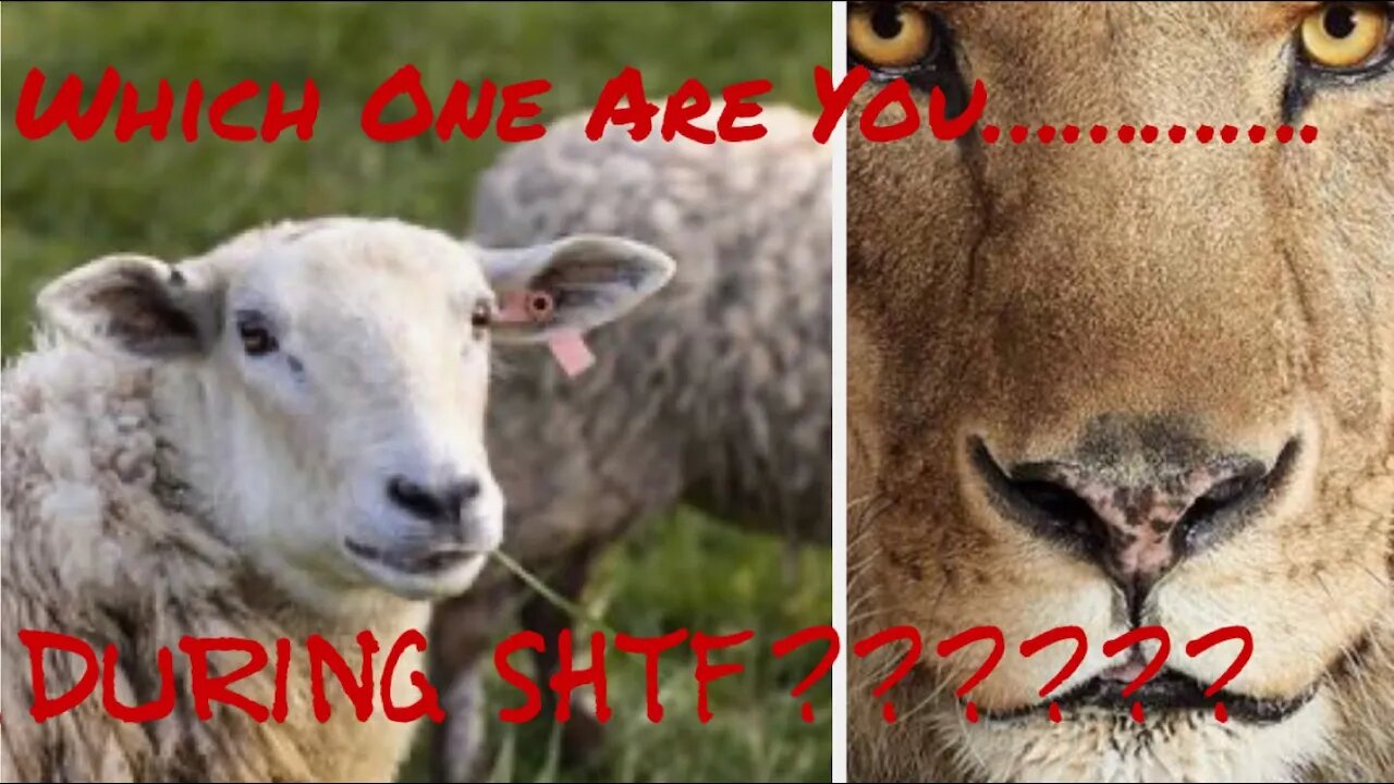 Will You Be A Sheep or a Lion During SHTF? Better Prepare Now So That You Are Ready When It Hits.