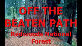 OFF THE BEATEN PATH - The Redwood Forest