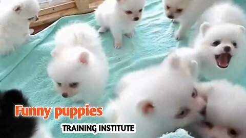 Funny puppies Training Institute