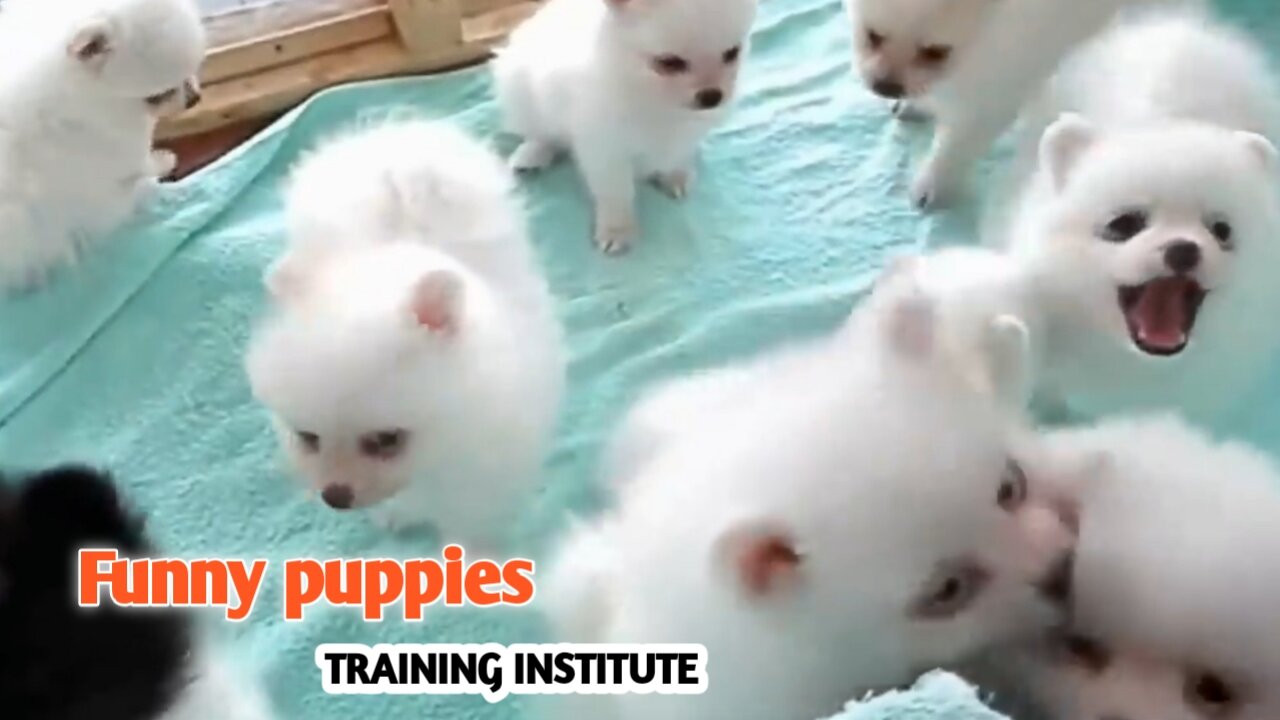 Funny puppies Training Institute