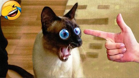 "Funny videos of funny animals that will never fail!"