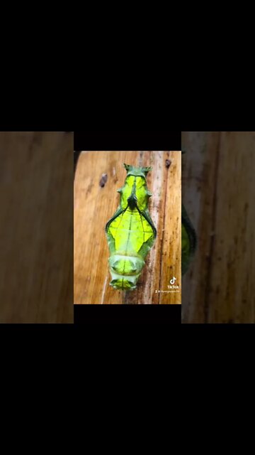 Full lifecycle of a dark, majestic, Amazon Caterpillar. #metamorphosis #nature #sptituality