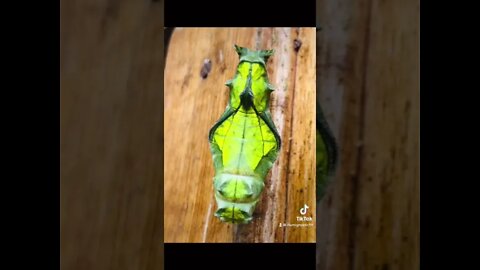 Full lifecycle of a dark, majestic, Amazon Caterpillar. #metamorphosis #nature #sptituality