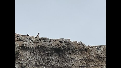 Penguins in Paracas Peru