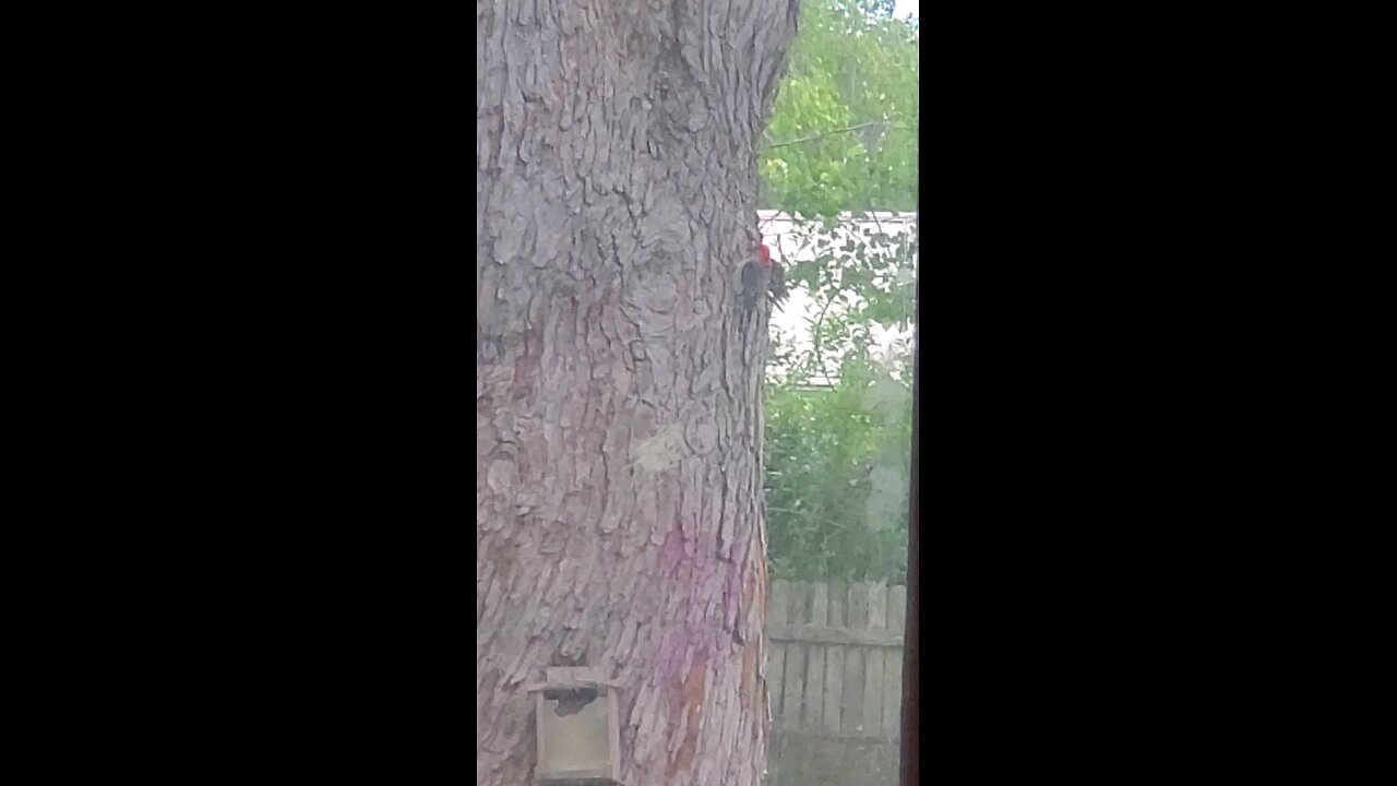 Woodpecker At Work And Wandering Squirrel