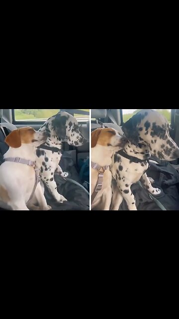 Doggy Best Friends Snooze Together On Their Car Journey