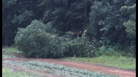 A fallen tree scares the brumby mares into the next paddock. A wombat finds as flood waters decline