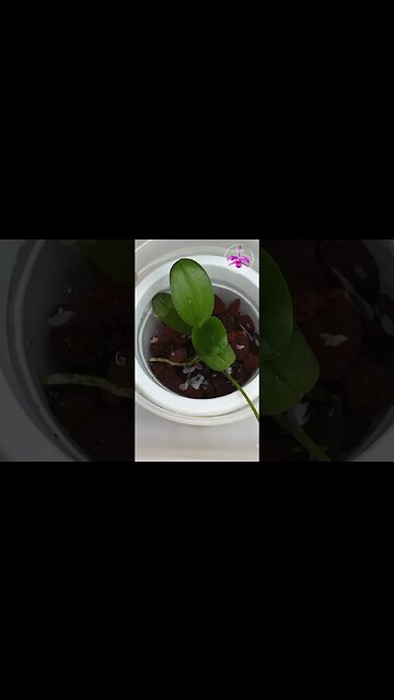 🔝😍TOP TIP 🪴HEALTHY Keiki BABY 🥹Orchid in POT 🫶🏼 #ninjaorchids #keiki #repot #tips