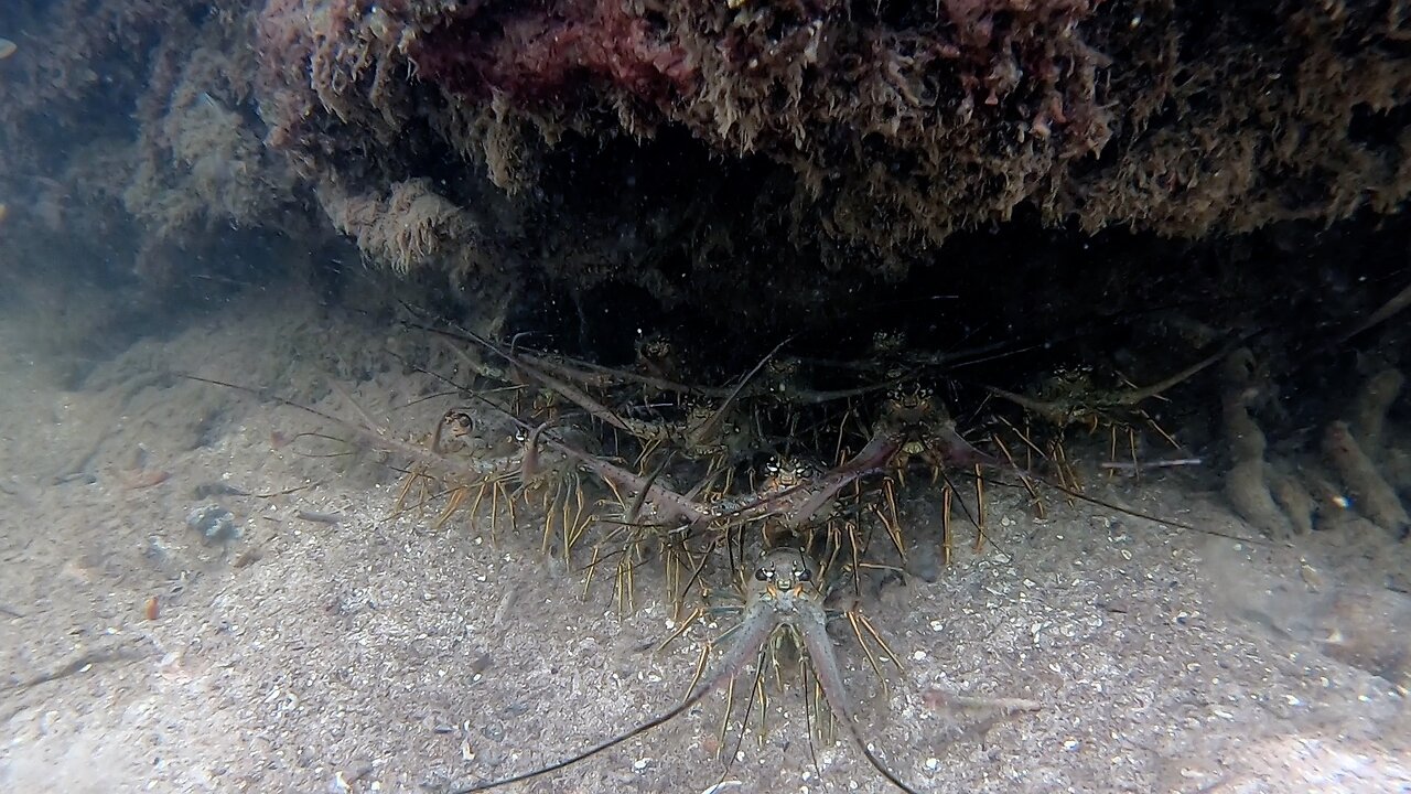 Mangrove Nursery