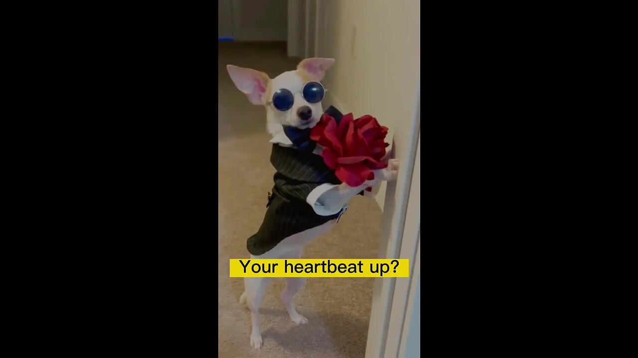 Cool boy#dogsoftiktok #funny #cute #pet #foryou