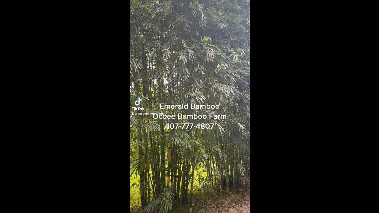 Emerald Bamboo Plants Ocoee Bamboo Farm 407-777-4807 Bamboo Nursery Florida