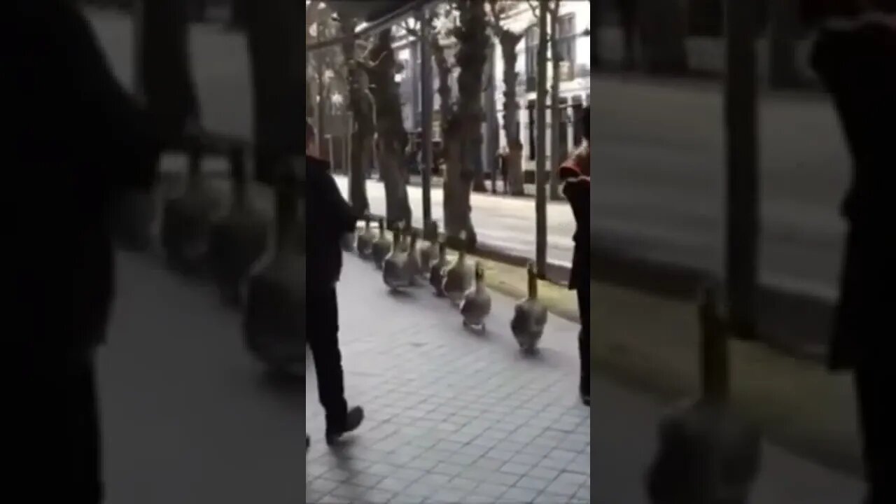 duck parade