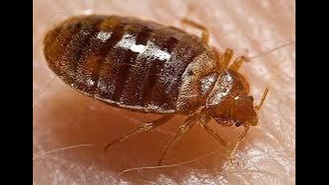 How To Find Bed Bugs - How To Know If You Have Bed Bugs