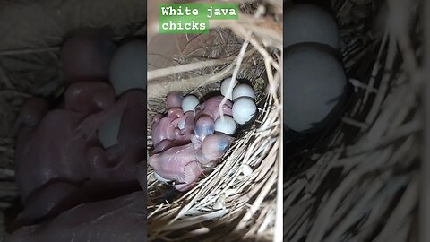 White Java Chicks