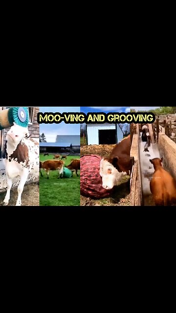 Moo-ving and Grooving: A Compilation of Hilarious Cow Videos