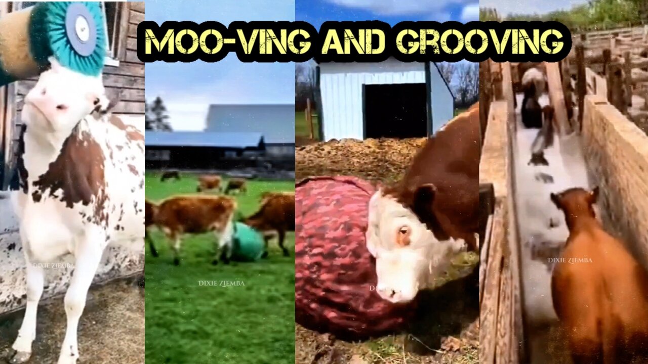 Moo-ving and Grooving: A Compilation of Hilarious Cow Videos