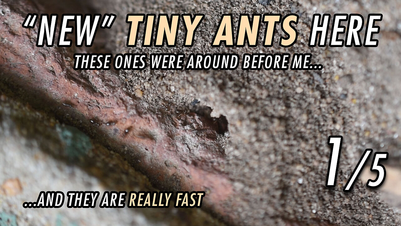 Ants just like little, but fast cars - 1/5