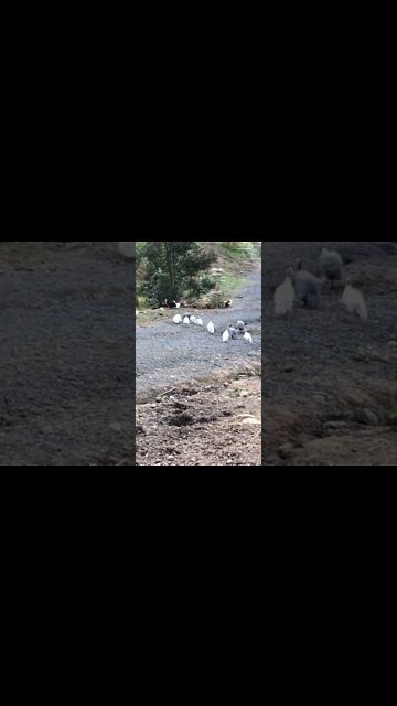 Guinea fowl flock runs down the drive