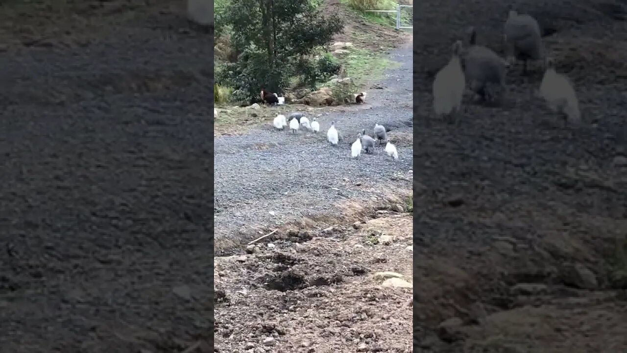 Guinea fowl flock runs down the drive